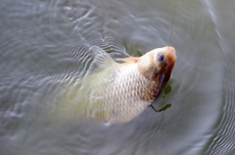 钓鲤鱼要不要调漂，只要气温处于20至28℃之间即可