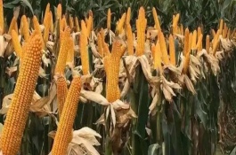 大民3307玉米栽培技术要点，选择中等以上肥力地块种植