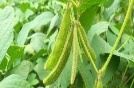 永伟6号大豆栽培技术要点，中抗大豆花叶病毒病