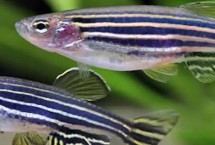 斑马鱼怎么分辨雌雄，对水质和生存空间有要求