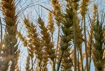 穗香优裕丝水稻栽培技术要点，全生育期131.4天