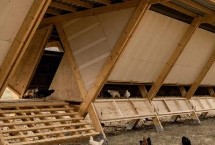 鸡舍里的跳蚤用什么能除掉，以下4种可参考