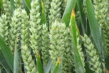 国阳537小麦栽培技术要点，半冬性品种