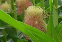 恒宇8116玉米栽培技术要点，中抗茎腐病