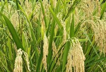 金达A水稻栽培技术要点，生育期比龙特浦A短5天左右