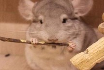 龙猫什么情况下会抓咬主人，常见以下5种