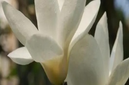 白玉兰什么时候发新枝叶，高达17米且胸径达到30厘米