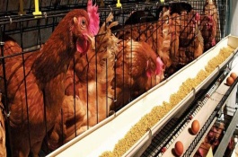 母鸡不下蛋总是抱窝咋办，可能是温度较低或饲料不足所致
