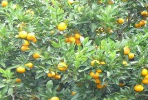 柑橘栽培区集中在哪里，包括兴津柑橘和日南一号等品种