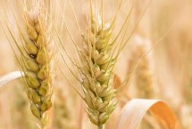 华麦16小麦栽培技术要点，每亩有效穗40.9万