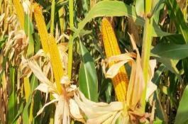 登海516玉米栽培技术要点，4月下旬至5月上旬播种