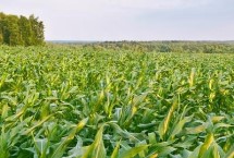 硕玉181玉米栽培技术要点，平均生育期104.0天