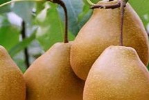 哪种梨被称为雪梨，四川苍溪县具有“中国雪梨之乡”的美誉