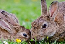 兔子感冒能自愈吗，发现感冒后可喂食抗生素
