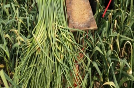 蒜苗好吃的做法，商河蒜薹具有天下第一蒜的美誉