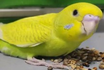 饲养鹦鹉的要点，根据病症选择正确的治疗方法