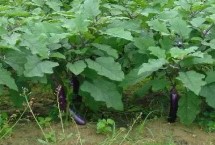 茄子何时种植以及栽种方法，一般在1-2月份或7-8月份播种