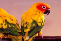 鹦鹉怎么看年龄，鹦鹉寿命与体型有关