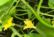 黄瓜先开雌花还是雄花，先开雄花