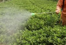 花生根外追肥用哪种肥料，不同肥料的施用方式不同