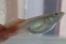 孔雀鱼用什么水养，可以选择自来水、湖水、河水或者井水