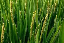 华两优2134水稻栽培技术要点，属中熟偏迟籼型中稻品种