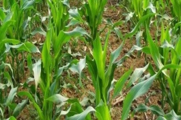 辽单502玉米栽培技术要点，注意防治弯孢菌叶斑病