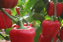 甜椒连续坐果的方法，不同病害的症状不同