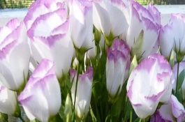 洋桔梗的过冬方法，通常采用水养的方法