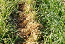 减少小麦死苗的措施，缺苗断垄时可以移栽补苗