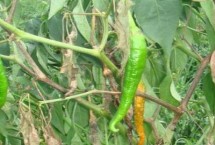 辣椒疫病怎么防治，首先将重病株拔除