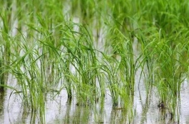 卓两优581水稻栽培技术要点，全生育期139.6天