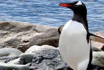 企鹅会飞吗，虽属鸟类但不会飞