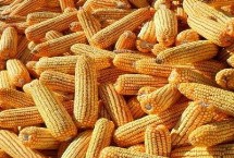 蠡玉288玉米栽培技术要点，适宜播种期6月上中旬