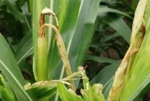 硕秋702玉米栽培技术要点，中抗小斑病