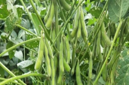 吉育507大豆栽培技术要点，出苗至成熟128天