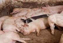 非洲猪瘟过20天以后安全了吗，只会传染猪、不会传染人