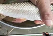 用什么小药钓鲮鱼比较好，炎热天气可以使用果酸诱