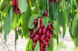 大樱桃产量高的施肥技巧，可随着树龄增大施肥量逐年增加