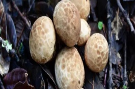 马勃菌品种简介，大概在98-300元一公斤不等