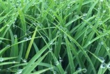 民升优2349水稻栽培技术要点，秧田亩播种量8－10千克