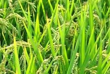 品优2023水稻栽培技术要点，秧田播种量每亩10千克