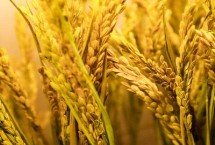 金谷5号水稻栽培技术要点，于5月7日前播种
