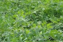 防风的生长习性，春秋季节可开沟播种