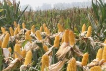 沐玉718玉米栽培技术要点，春播出苗至成熟130天