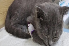 猫吃骨头划伤肠胃会自愈吗，可先禁食禁水一段时间