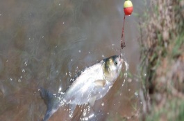 钓鲢鳙一般钓多深，最好提前打窝诱鱼