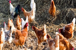 小鸡能不能吃小米，误食打过药的植物或虫子会在短时间内致死