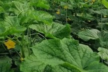 中国黄瓜之乡在哪里，指的是山东曲堤镇