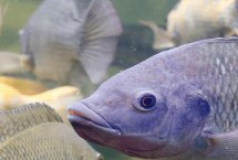 罗非鱼算是海鲜吗，都少刺但后者肉质更细嫩